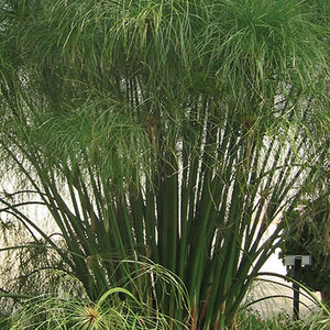Graceful Grass - Cyperus Papyrus - King Tut