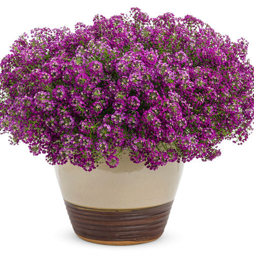 Lobularia (Sweet Alyssum) Dark Knight