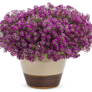 Lobularia (Sweet Alyssum) Dark Knight