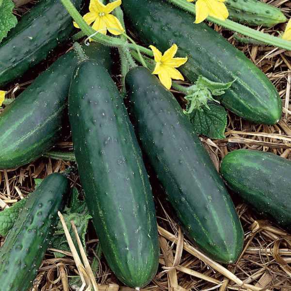 Dasher Cucumber Hybrid