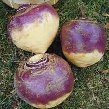 Laurentian Rutabaga