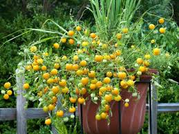Sun Sugar Hybrid (Golden Cherry Tomato)