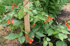 Scarlett Greshen Runner Beans