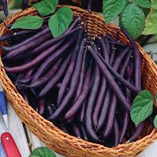 Royal Burgundy Purple Beans