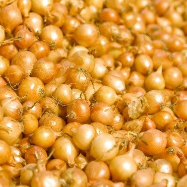 Yellow Dutch Onion Sets - Sold by the Pound