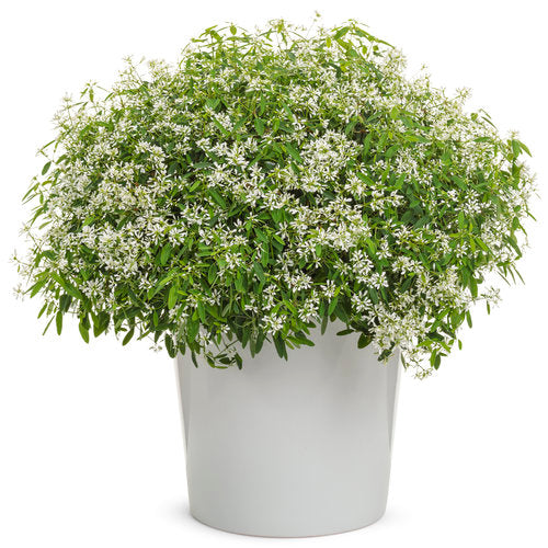 Euphorbia Diamond Snow