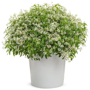 Euphorbia Diamond Snow