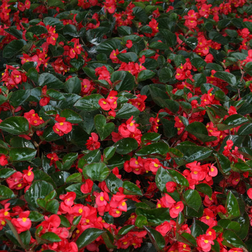 Begonia - Surefire Red