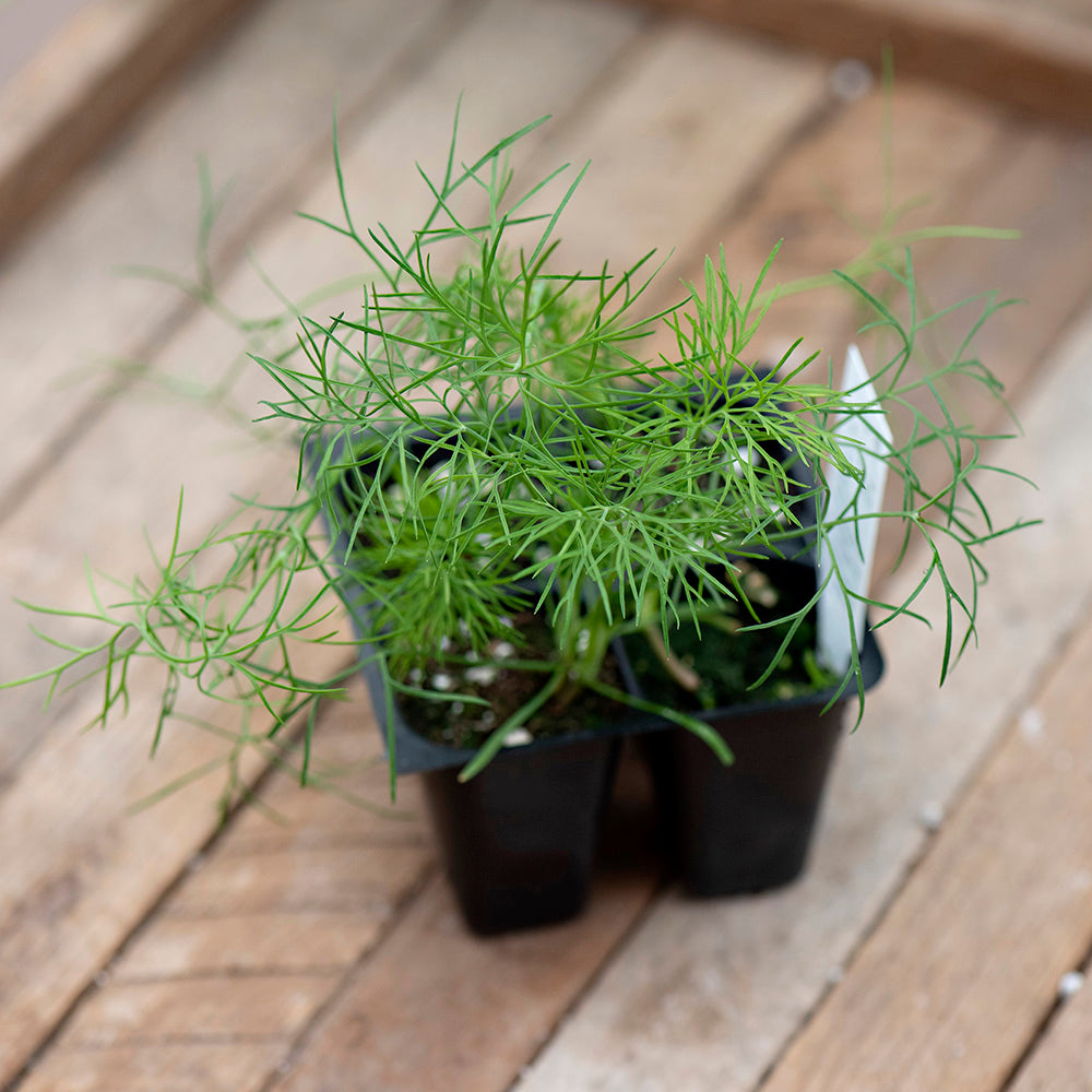 Dill  4" Pot