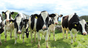16% Dairy Heifer Pellets - 25 kg