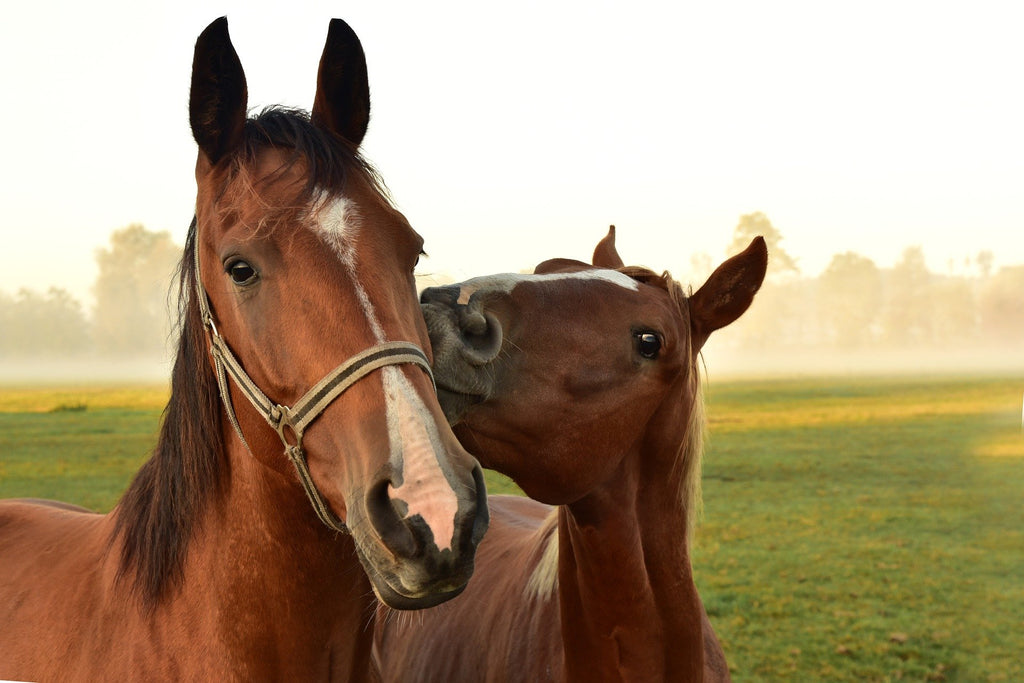 12% Country Horse Sweet Feed - 25 kg