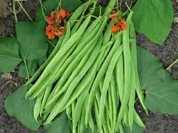 Scarlett Greshen Runner Beans