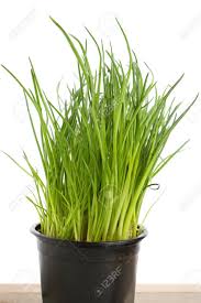 Chives 4" Pot