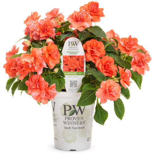 Impatiens - Rockapulco Orange
