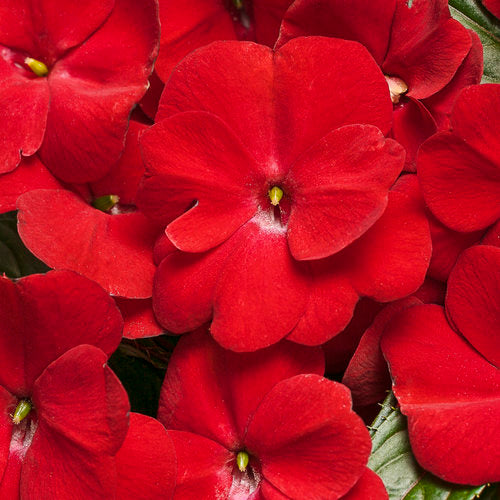 Impatiens - Infinity New Guinea Red