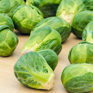 Jade Cross Brussel Sprouts  4 Cell Pack