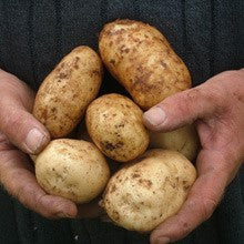 Seed Potato - Kennebec - Sold by the Pound