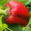 Super Sheppard Pepper