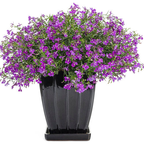 Lobelia Laguna UltraViolet