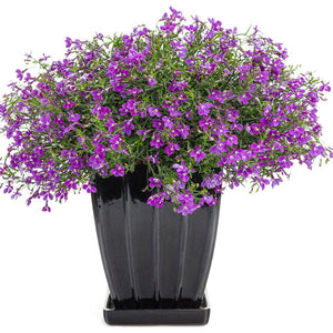 Lobelia Laguna UltraViolet