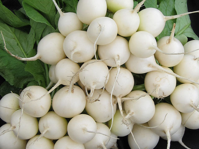 Pearl Organic Radishes