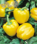 Golden California Wonder Yellow Pepper