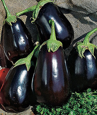 Black Beauty Eggplant  4 Cell Pack