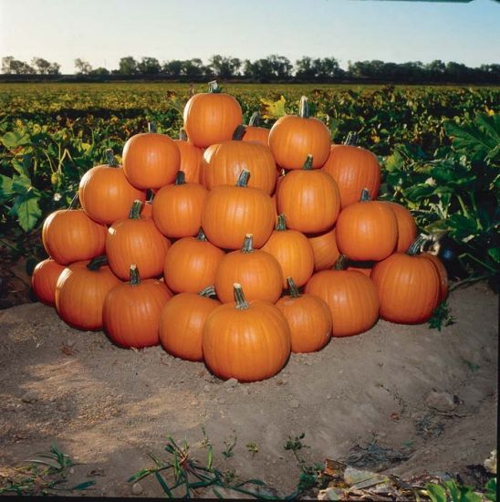 Jack of All Trades Hybrid Pumpkin