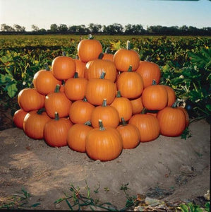 Jack of All Trades Hybrid Pumpkin