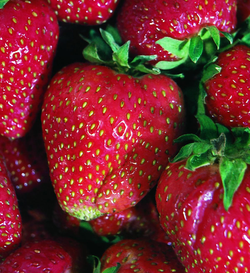 Strawberry Basket Mix  6 Cell Pack