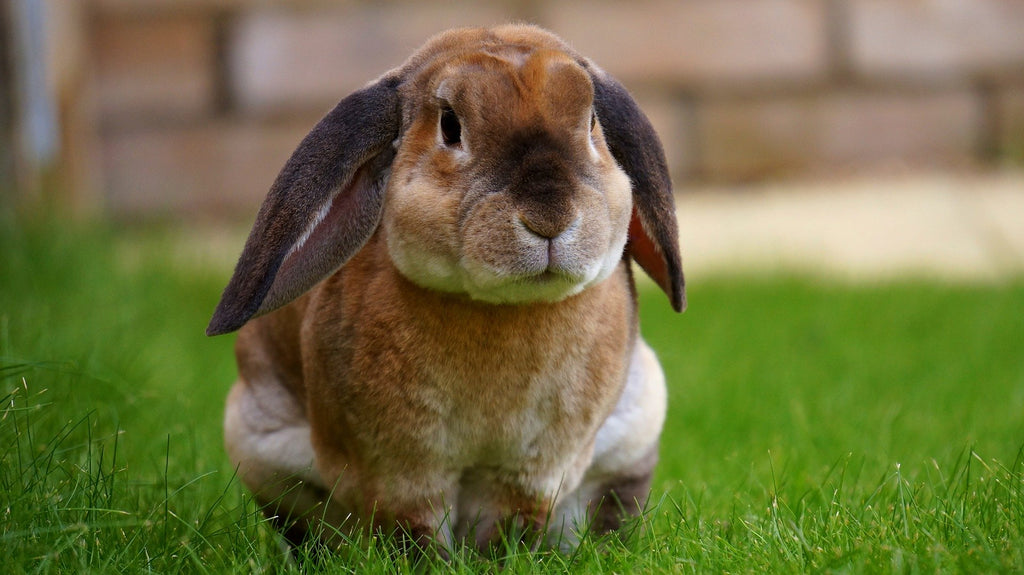 17% Complete Rabbit Pellet - 25kg