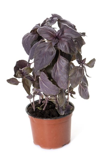 Red Rubin Basil