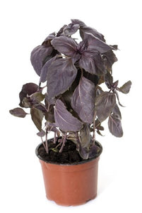 Red Rubin Basil