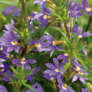 Scaevola - Whirlwind - Blue