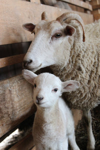 15% Coarse Lamb Grower - 25 kg