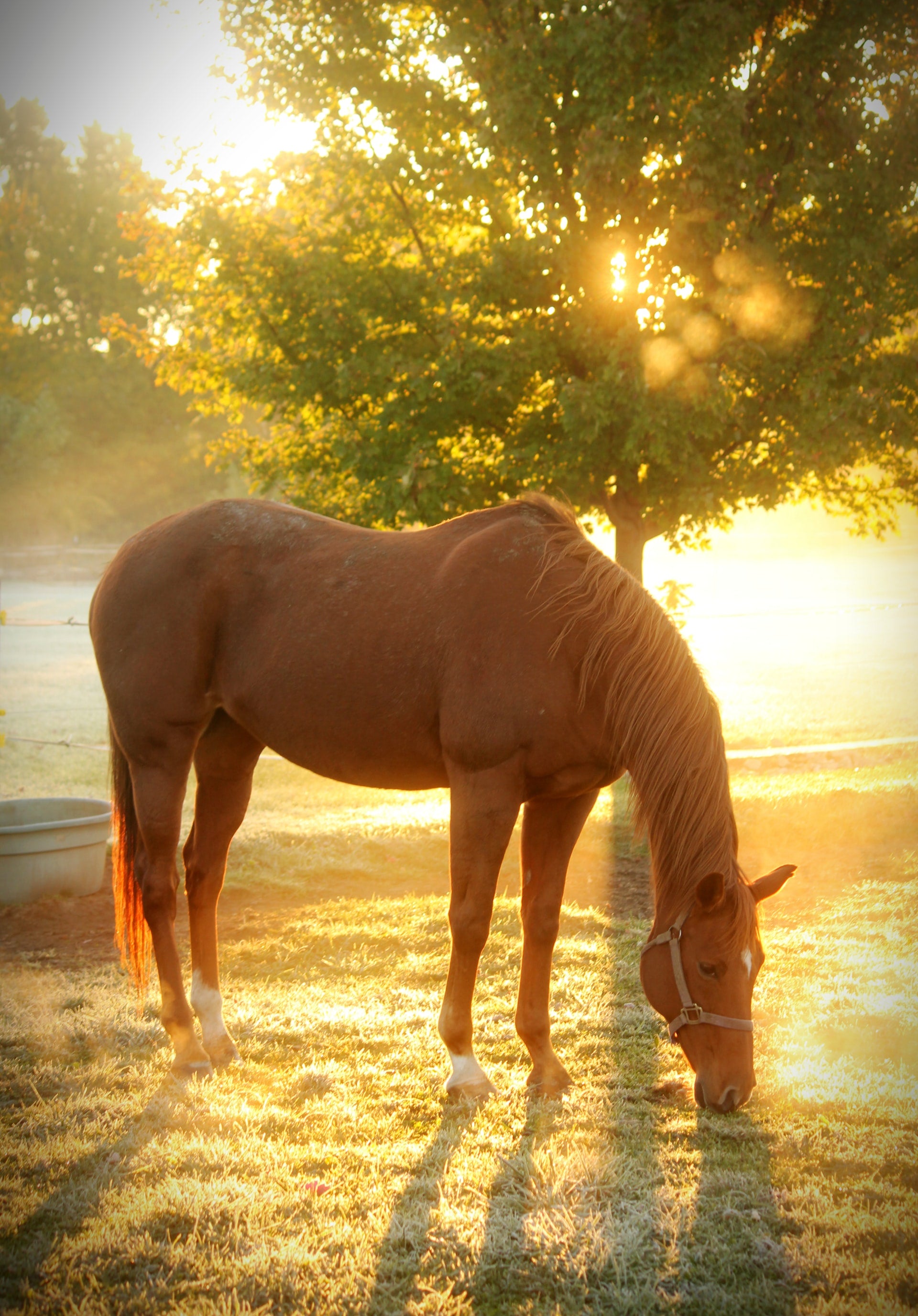 14% Choice Horse Pellet - 25 kg