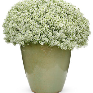 Lobularia (Sweet Alyssum) Snow Princess