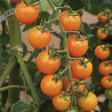 Sun Sugar Hybrid (Golden Cherry Tomato)