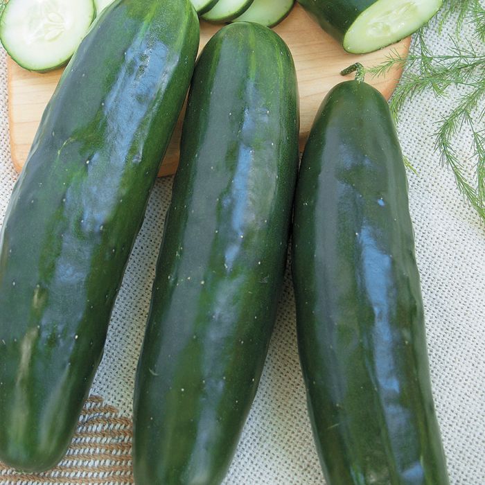 Stonewall Cucumber