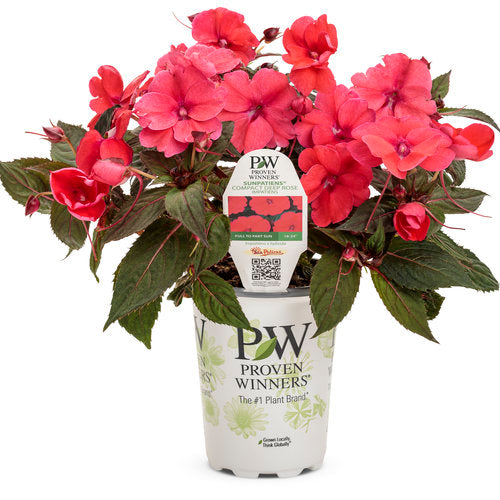 Impatiens - Sunpatien Compact Deep Rose