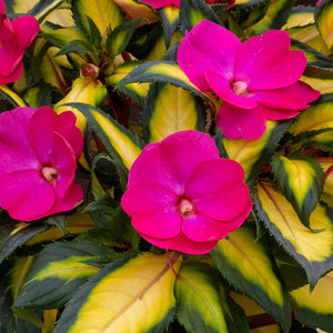 Impatiens - Sunpatien Compact Tropical Rose