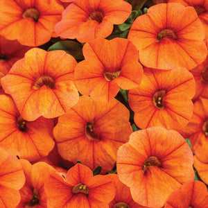 Calibrachoa - Superbells Dreamsicle