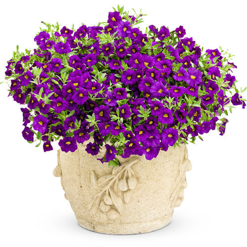 Calibrachoa - Superbells Blue