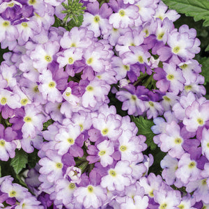 Verbena Superbena - Sparkling Amethyst