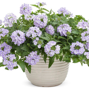 Verbena Superbena - Stormburst