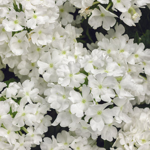 Verbena Superbena - Whiteout