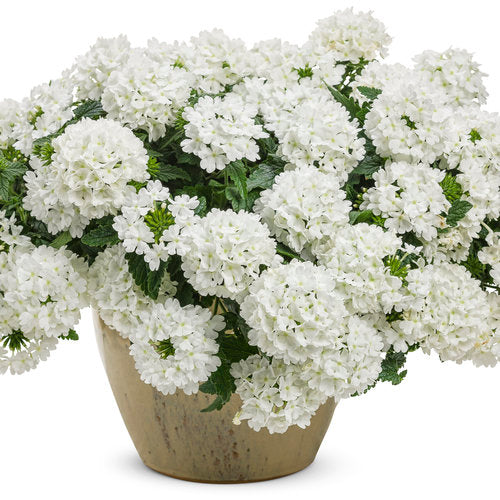 Verbena Superbena - Whiteout