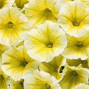 Petunia Supertunia - Limoncello