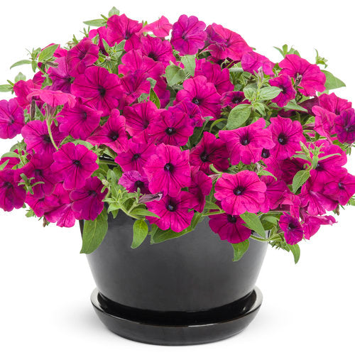 Petunia Supertunia - Royal Magenta