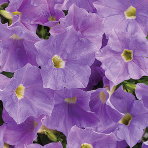 Petunia Supertunia Blue Skies